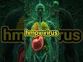 Hmpv virus is more dangerous than corona virus||