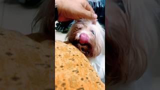 Lazy Little Dog #doglover #maltese #teacuppom #cute #smart #dog #viraldogsvideos #kidsvideo