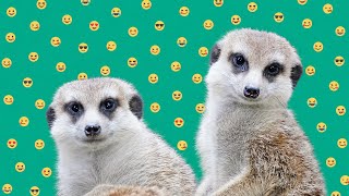 BEST FUNNY ANIMAL VIDEOS 🐾 0316
