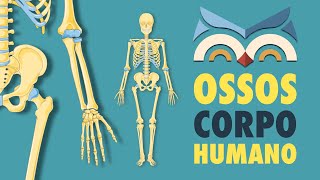 Ossos do Corpo Humano - Toda Matéria