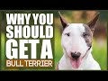 5 Reasons Why YOU SHOULD Get A BULL TERRIER