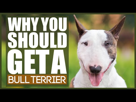 Wideo: Jak kupić Bull Terriera i nie dostać oszustwa