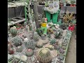 Me encontré un tesoro de cactus y suculentas.😱😱🌵🇪🇨😍 Parte 1