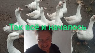 видео: Как различить возраст гусей старых от молодых. Планы с гусями. Мой опыт. Соседский красавчик опять.. картинка: Как различить возраст гусей старых от молодых. Планы с гусями. Мой опыт. Соседский красавчик опять..