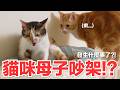 【好味小姐】貓咪母子吵架！？發生什麼事了？！｜好味貓日常272