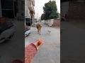 Unlikely friends: a Calf and a Golden Retriever Share Biscuits! 🐶🐮 #shorts #youtubeshorts #calf #dog