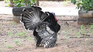 Jungle Turkey Male and Female