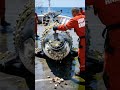 Rescuing a Giant: Cleaning &amp; Removing Barnacles from Bryde's Whale in Water #shorts #animalrescue