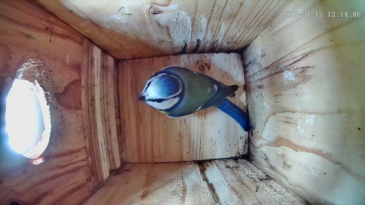 Blaumeisenkasten - Blue tit Nesting Box - 06.01.25 - 12.01.25