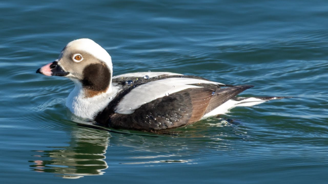 My Greatest Birding Trip Yet! Barnegat Lighthouse State Park! My 2025 Big Birding Year Episode 7
