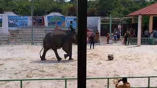 Atraksi gajah tendang bola, way kambas Lampung timur
