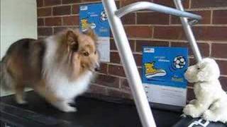 Sheltie (cocoa) on treadmill... running to another galaxy