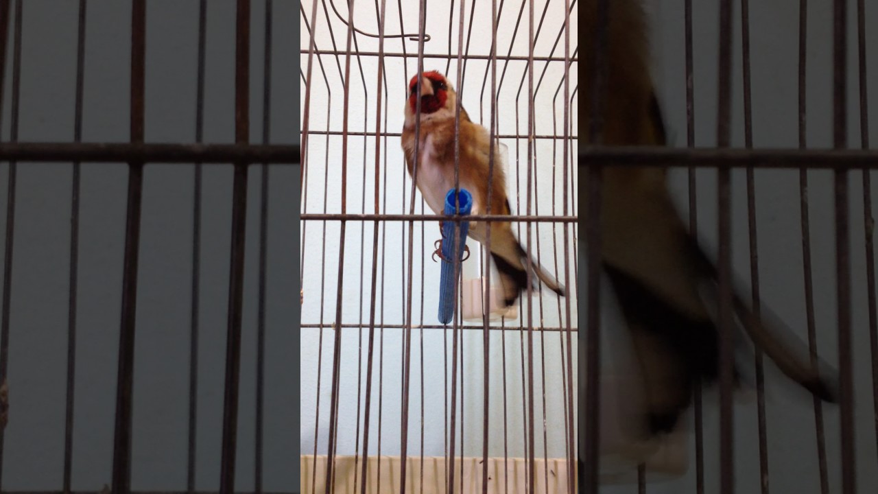 Chardonneret de 10 ans (2017)