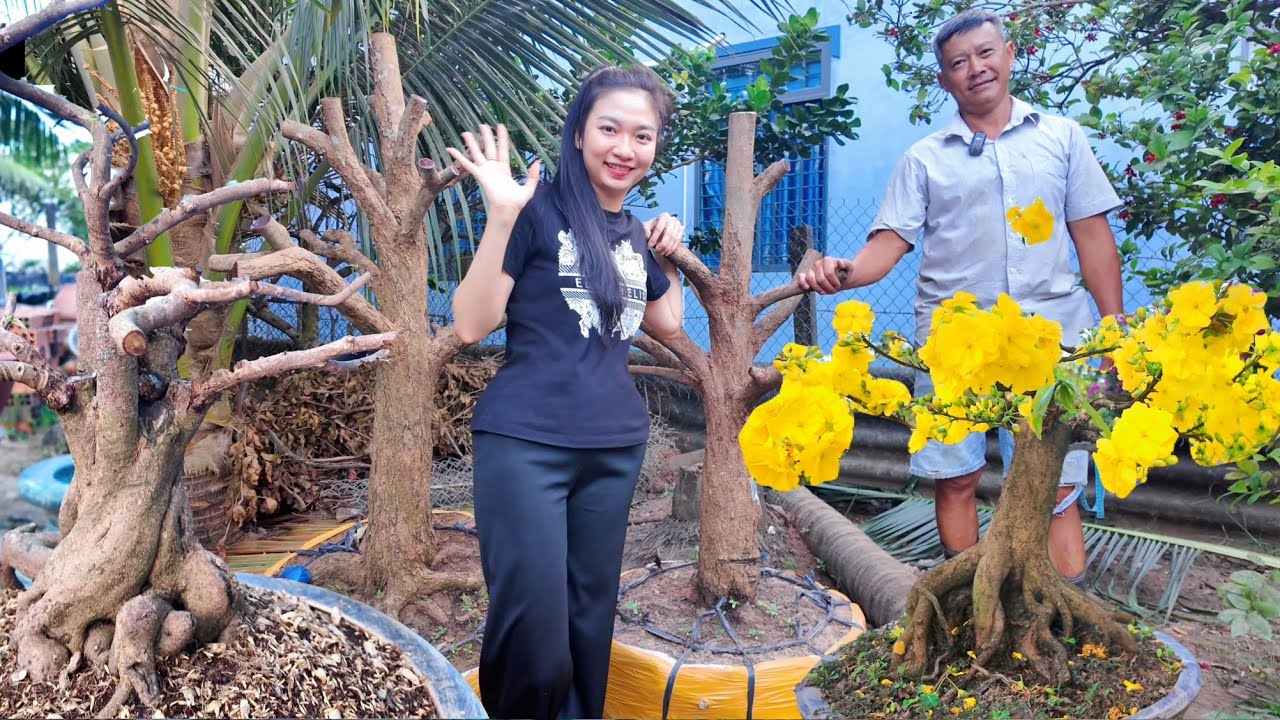 Tứ quý ghép bonsai phôi đẹp H30-50 báo giá từ 3900k lô 10 cây đẹp vườn mai vàng anh Trung ở Bến Tre