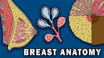 BREAST ANATOMY
