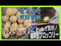 北海道で家庭菜園！初心者が野菜を作るまで！【じゃがいも＆ブロッコリー編】