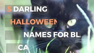 DARLING HALLOWEEN NAMES FOR BLACK CATS