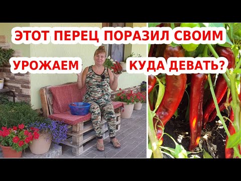 Видео: Какаду пипер: описание на сорта