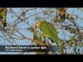 Digiscoping In The Rio Grande Valley