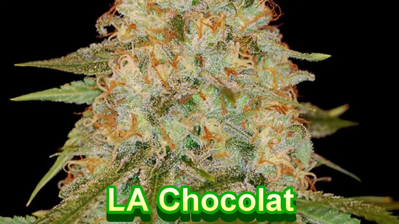 DNA Genetics - Cannabis Strain Series #35 - STRAIN TV (2021)