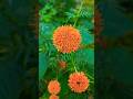 Flowers Garden #flower #flowers #garden #gardeningtips #gardenplants #viralshort #reel