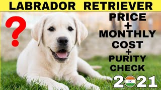 Labrador retriever Dog price in India 2021 (monthly price) |తెలుగులో |
