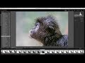 Harnessing the Power of Auto-Stacking in Lightroom