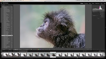 Lightroom Quick Tips - Episode 130: The Power of Auto Stacking