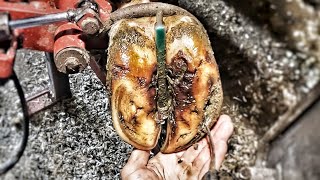 Pulling Stones Out of This Cows White Line to Prevent and ABSCESS in Her Hoof