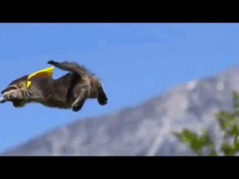 open gangnam style cat