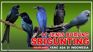 11 JENIS BURUNG SRIGUNTING YANG ADA DI INDONESIA | HARGA BURUNG | BURUNG KICAUAN