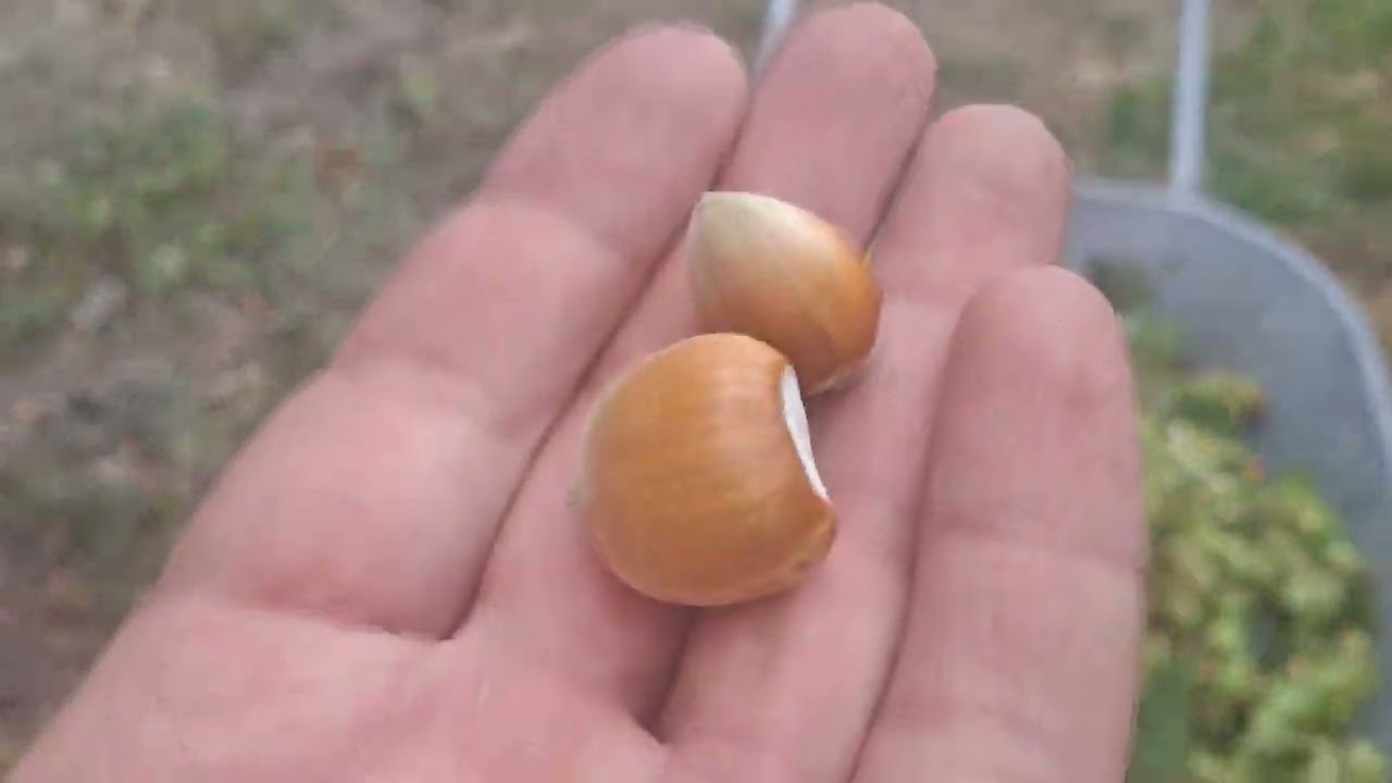 Фундук косфорд 10 лет. Урожай