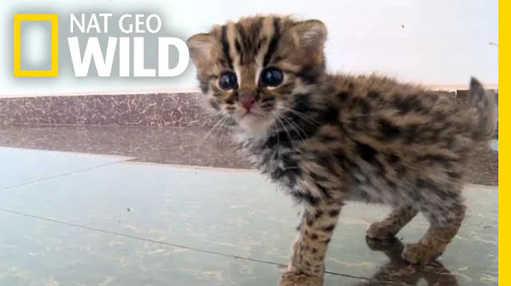 This Rescued Kitten Isn't Just Any Cat—It's a Wild Leopard Cat | Nat Geo Wild - DayDayNews