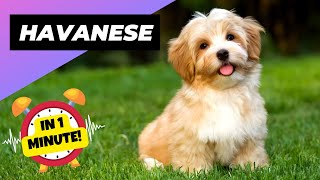 Havanese  A Great Choice for FirstTime Dog Owners | 1 Minute Animals