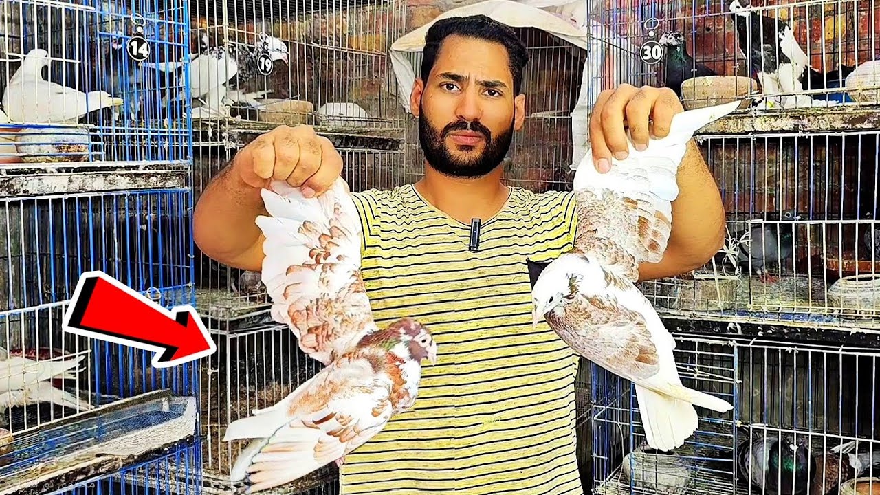 لقيت حمامه مشلوله😲السالمونيلا المفصلية وعلاجها