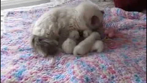 Video 11038421: kitten male female, kitten chocolate, kittens born, kitten lovers