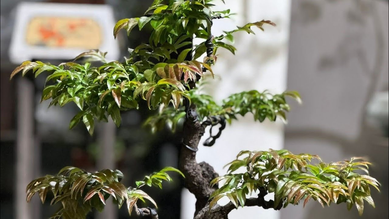 Muội Hồng Giá Rẻ...0975.710.735