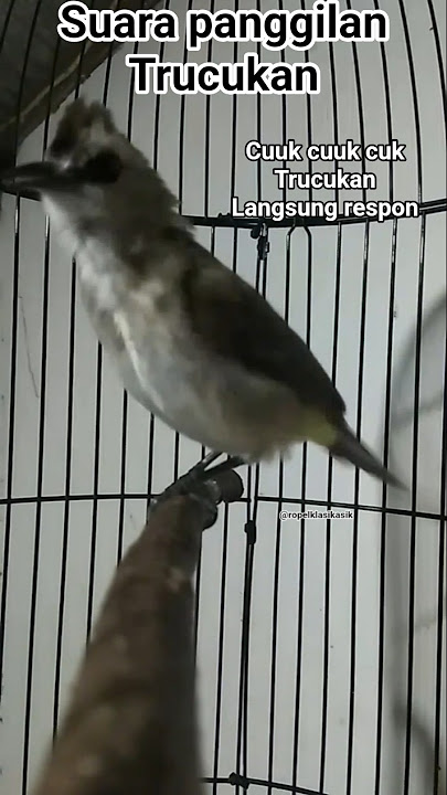 suara panggilan trucukan mencari lawan. #hobiburung #suarapanggilan #suaratrucukan #pikattrucukan