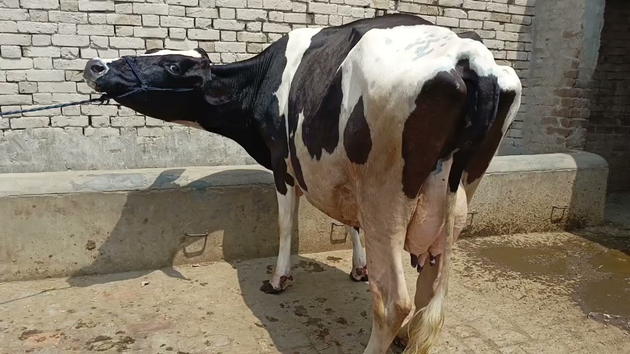 watch Australian friesian cross cow for sale location Arif wala contact03043892671 on YouTube