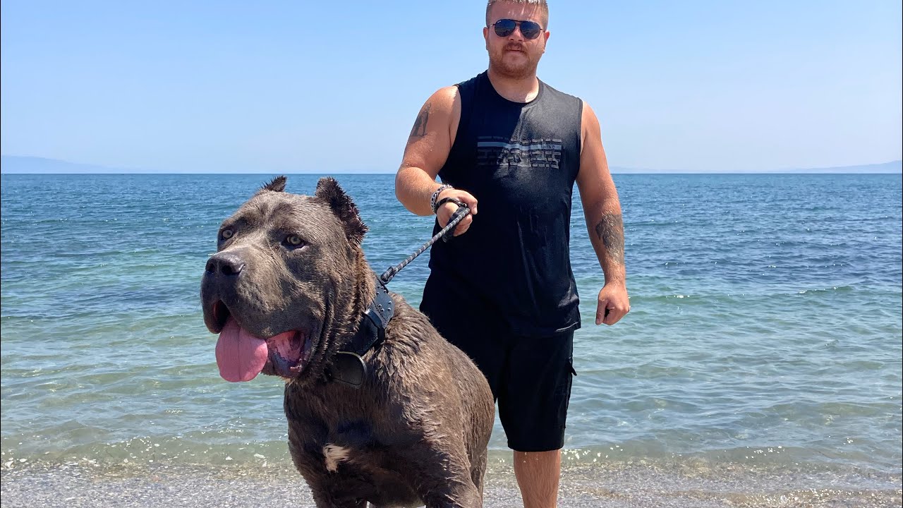 DEV CANE CORSO CARLOS DENİZDE ÇOŞTU EFSANE YÜZÜYOR! 