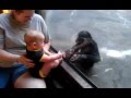 Baby and Chimp Make a Connection at the Zoo
