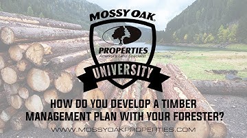 How Do You Develop A Timber Management Plan With Your Forester?