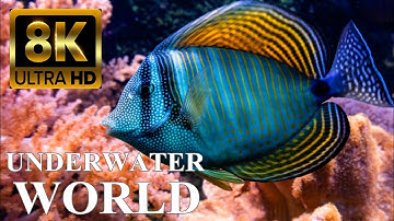 Underwater World 8K ULTRA HD – Marine Life, Sea Animals and Coral Reef