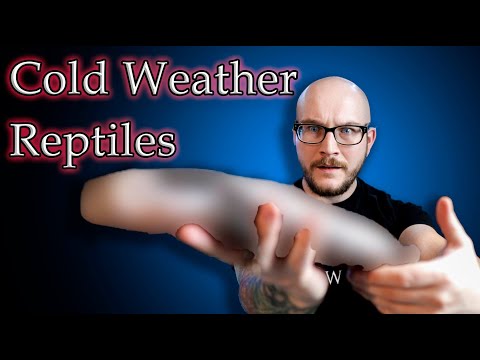 Top 5 Cool Weather Cold Tolerant Reptiles
