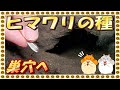 ヒマ種を巣穴の前に1つだけ置いてみたら【長毛ハムスター/土飼育/飼い方/かわいい/ペット/小動物/Keeping hamsters in the soil】