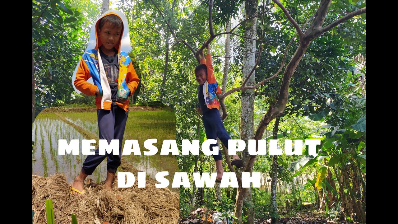  Cara  memasang  pulut di kayu  ranting kayu  dipinggir sawah 