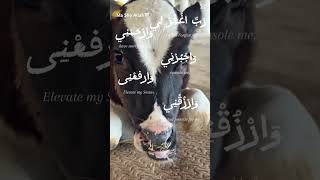 Baby cow #farm #cows #babies #milking #milkingmachine
