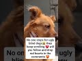 No one stops for ugly blind dogs😭 they keep scrolling 💔 will you follow and drop hearts#dogrescue