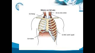 Giải phẫu - Sinh lý Hệ hô hấp