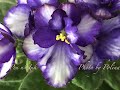 Инспекция моих фиалок.  Часть 1. Inspection of my African violets. Part 1.